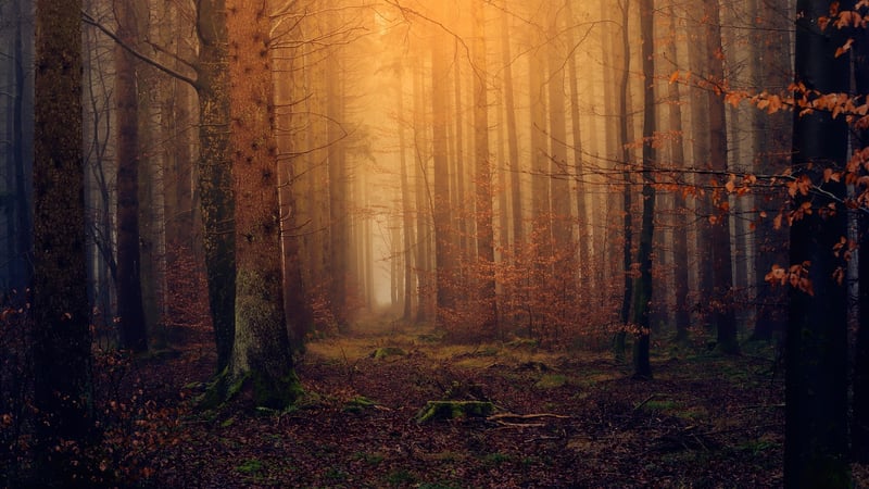 Mystical Plants